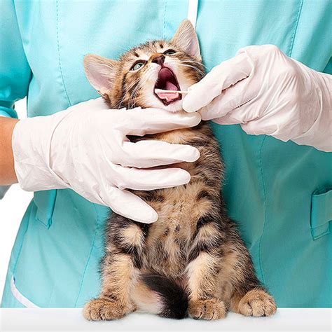 Torrance companion animal hospital in torrance, ca is a welcoming animal hospital providing high quality veterinary medicine to the pets of the torrance community. Our Services | Affordable Animal Clinic