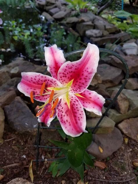 Stargazer Lily ~ 2017 Stargazer Lily Stargazing Lilies Beautiful