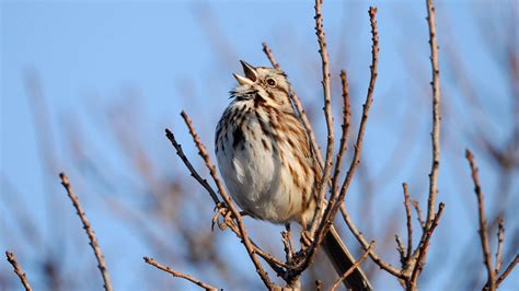 A Beginners Guide To Common Bird Sounds And What They Mean Audubon