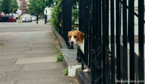 7 Best Types Of Fences For Beagle Proofing Your Yard Beagle Care