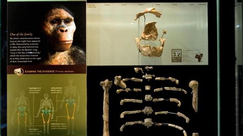 Lucy From Species Australopithecus Afarensis Discovered By Scientists