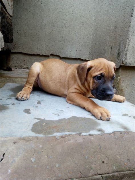 And just in time for valentine's day!!! Lovely Boerboel Puppies Up 4 Sale - Pets - Nigeria