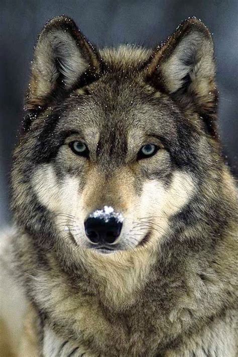 Beautiful Grey Wolf 🐺 Wolves Photo 44108451 Fanpop