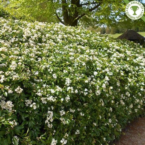 It features a pleasing orange scent when the flowers or leaves are crushed , morphology: Choisya ternata hedge plants | Mexican Orange Blossom ...