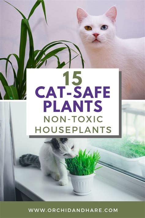Cats are often considered to be relatively low maintenance, but they still require a lot of care compared to other animals, and some breeds need much more care for than others. 15 Low Maintenance Plants that are Safe for Cats | Cat ...
