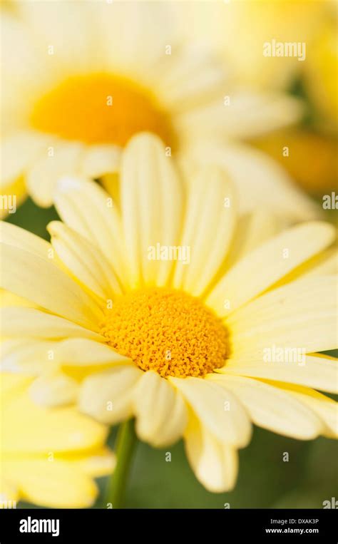 Marguerite Daisy Argyranthemum Frutescens Cornish Gold Close Up