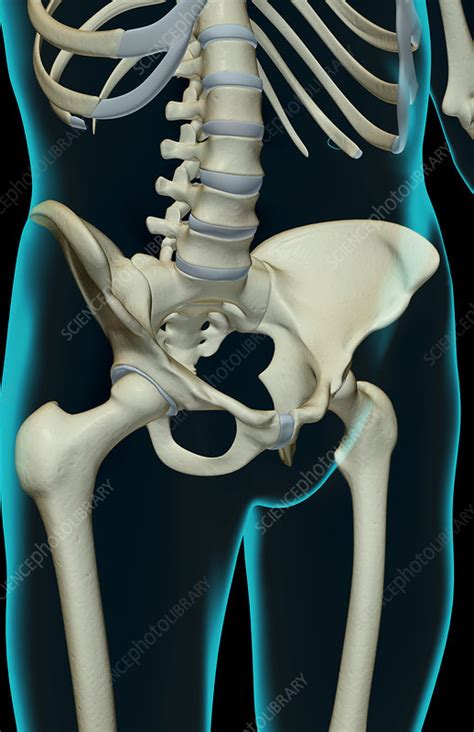 The Bones Of The Pelvis Stock Image F0019580 Science Photo Library