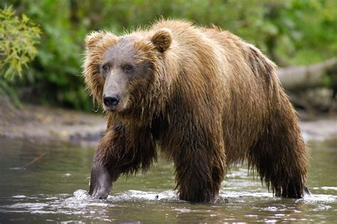Kamchatka Brown Bear Ursus Arctos Beringianus Fishing For Salmon
