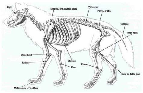 Mans best friend for 7000yrs, page 1 | Dog anatomy, Animal skeletons