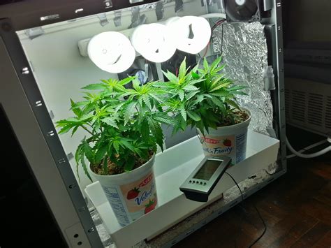 A light source which will also grow cannabis. ScrOG question for PC Grow Box - Growroom Designs ...