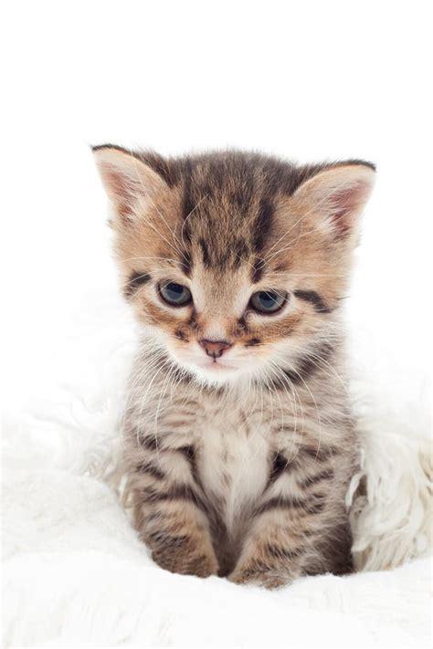 Cute Tabby Kitten Stock Image Image Of Eyes Soft Tabby 40609087