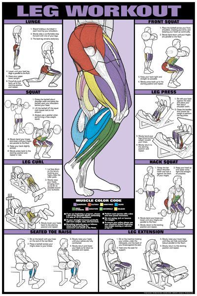 Co Ed Leg Workout Fitness Instructional Wall Chart Poster Fitnus Corp