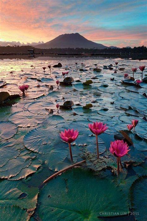 Red Lotus Sea Udonthani Thailand Thailand Travel Thailand