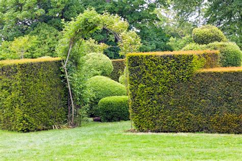 Shaped Trees And Shrubs Transforming Your Garden Into A Lush Paradise