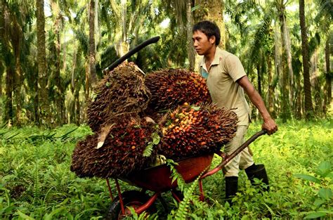 Harga minyak goreng kelapa sawit tropical 2x pouch 2 ltr ready murah meriah. Menyelamatkan Harga Sawit | Pedoman Bengkulu