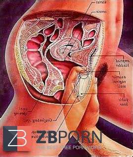 Female Organs Diagram Female Reproductive System Labeled Diagram Sexiezpix Web Porn