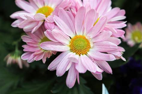 Closeup Of Pink And Yellow Chrysanthemums In Bloom Stock Photo Image