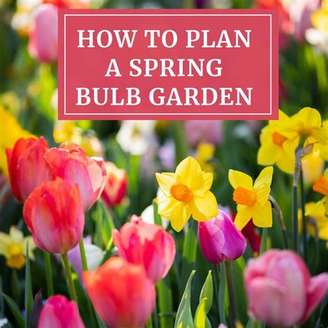 How To Plan A Spring Bulb Garden Longfield Gardens Spring Bulbs