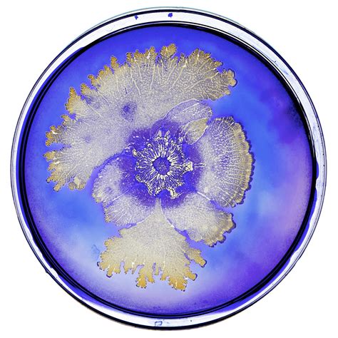 Bacteria In Petri Dish Transparent Png Stickpng