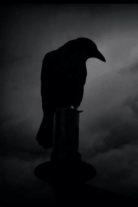 Raven Black And White Photography Raven Bird Raven