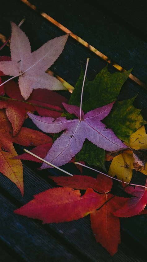 2160x3840 Colorful Leaves Autumn 5k Sony Xperia Xxzz5 Premium Hd 4k