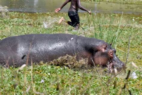 Fisherman Narrowly Escapes With His Life From Jaws Of Hippo In