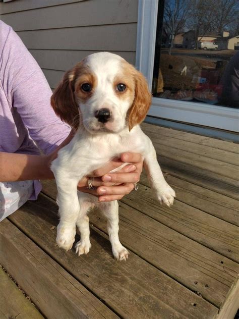 English Setter Puppies For Sale Indianola Ia 320000