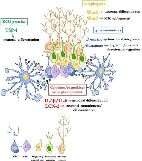 Role Of Astrocyte Derived Molecules In The Adult Neurogenic Niche In
