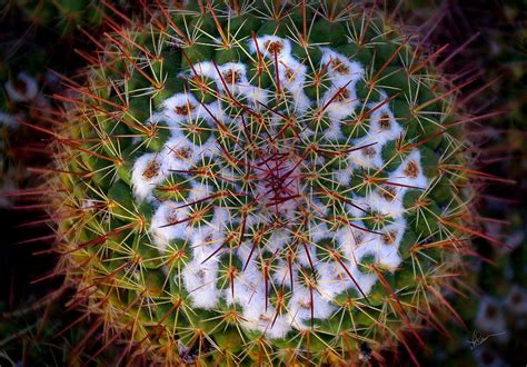 Cactus Radiance Photograph By Vicki Pelham Fine Art America