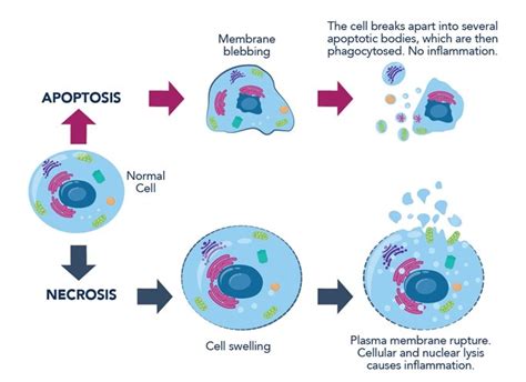 What Is The Difference Between Necrosis And Apoptosis Proteintech Group