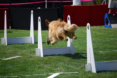 Agility Dog Show At Elings Park