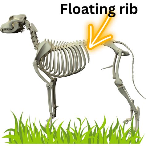 What Are Floating Ribs In Dogs All You Need To Know Dog Discoveries