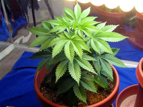 How To Grow Cannabis With Coco Coir Grow Weed Easy