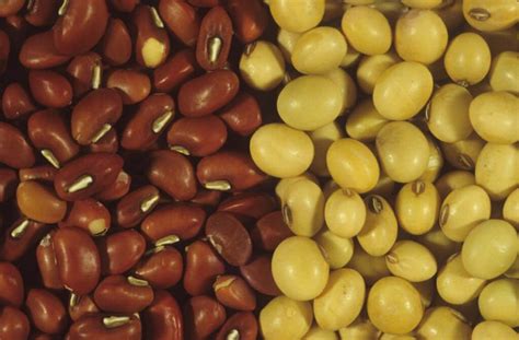 Improved soybean seed