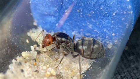 Myrmecocystus Placodops Queen Cares For Her Eggs And Larvae Youtube