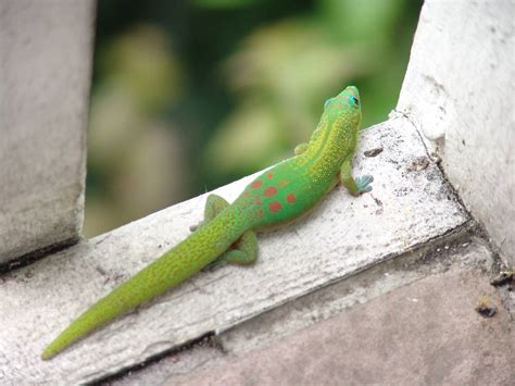 Little Lizard Foto And Bild Tiere Wildlife Amphibien And Reptilien Bilder Auf Fotocommunity