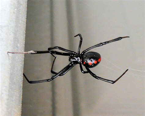 Northern Black Widow Michigan Spiders