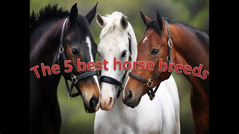 The Best 5 Horse Breeds In The World Youtube