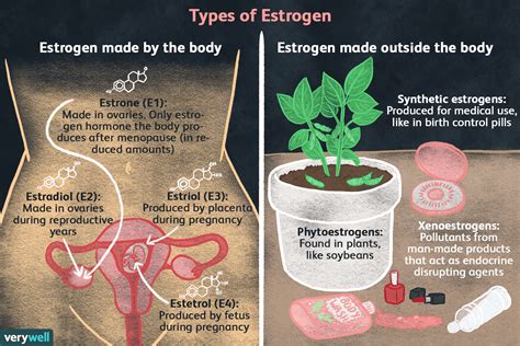 Estrogen Types And Their Connection To Breast Cancer