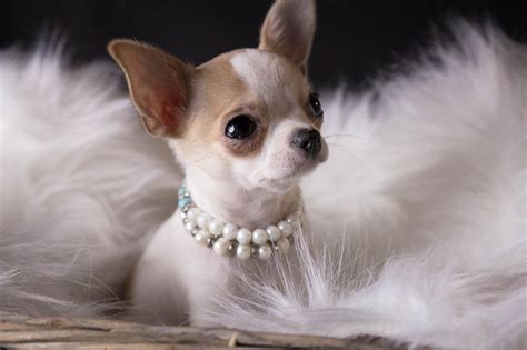 Most Popular Of The Small Dog Breeds Chihuahua Puppies Furry Babies