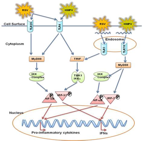Toll Like Receptors Tlr Signaling Pathway Involved In Rsv And Download Scientific Diagram
