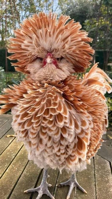 11 facts about buff laced polish chickens tims