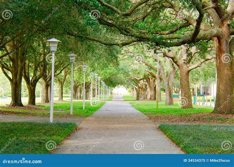 Beautiful Shaded Sidewalk With A Lush Green Tree Canopy Stock Image
