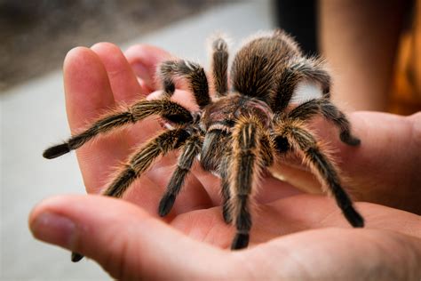 15 Exotic Animals You Can Legally Own Therichest