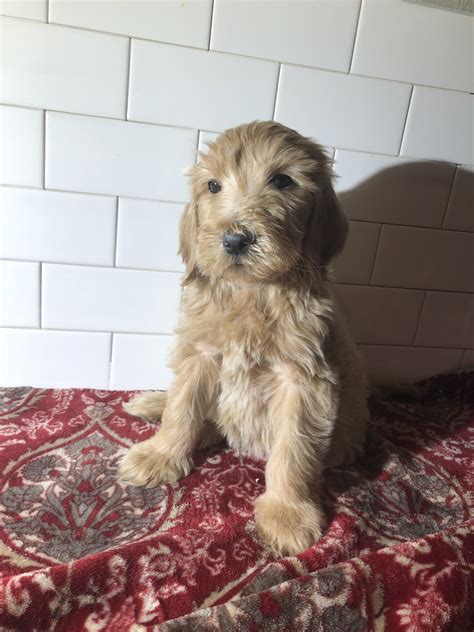 Located a reasonable drive goldendoodles are the perfect family pet, combining the elegant yet silly nature of the poodle with the friendly and social behavior of the golden retriever. Goldendoodle for Sale in Illinois - Chicago | #66241 ...