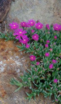 Sep 23, 2021 · delosperma brunnthaleri: Ice plant...a favorite little succulent...:) | Rock garden ...
