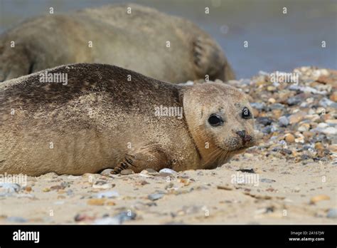 Young Common Seals On Horsey Beach Norfolk Stock Photo Alamy