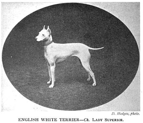 Why Did The White English Terrier Go Extinct