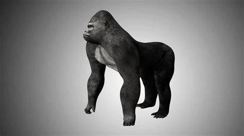 Gorilla 3d Model Rigged And Low Poly Game Ready Team 3d Yard