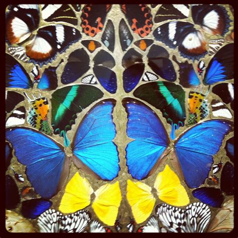 Damien Hirst Real Butterflys Nature Art Damien Hirst Hirst
